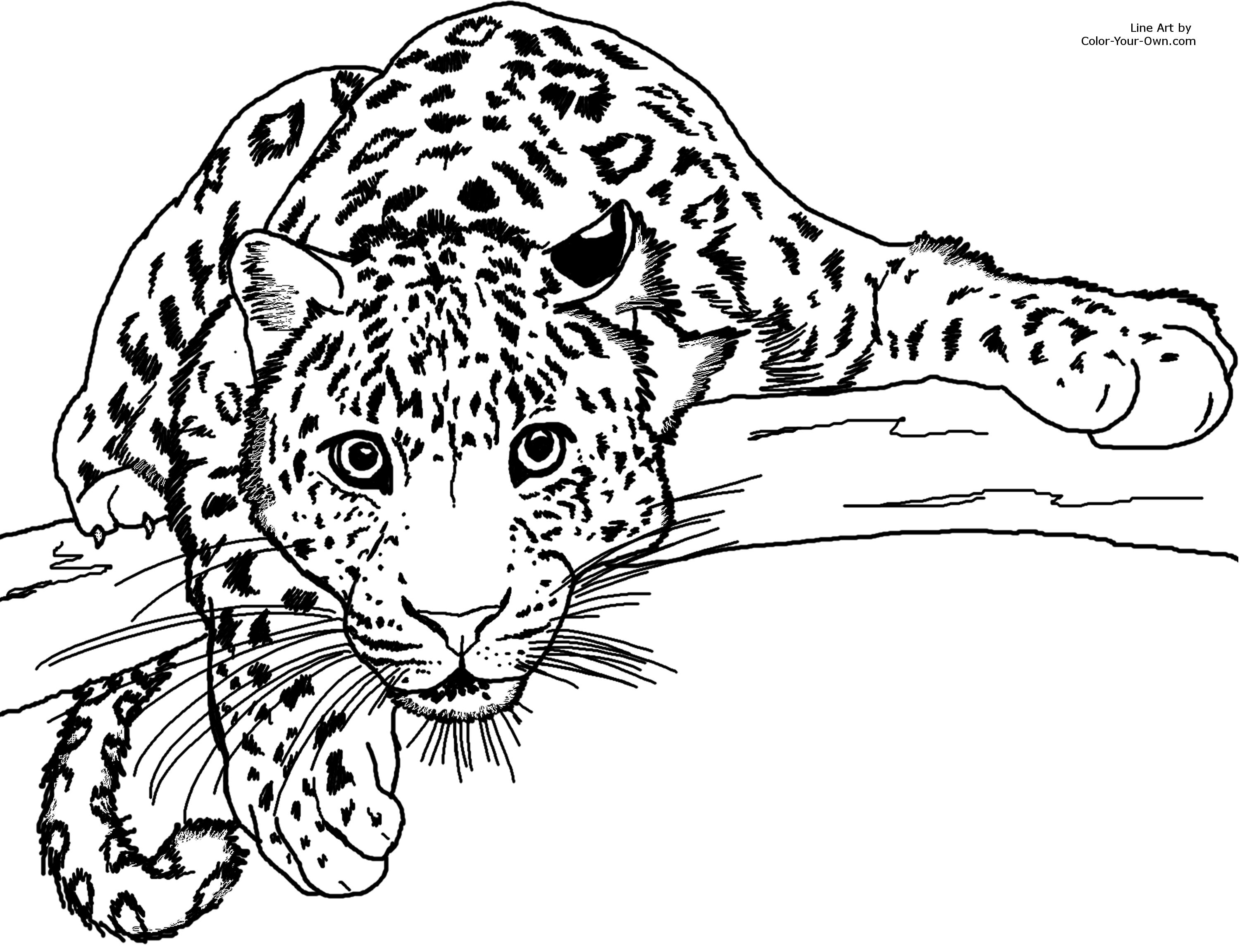 Amur Leopard coloring #14, Download drawings