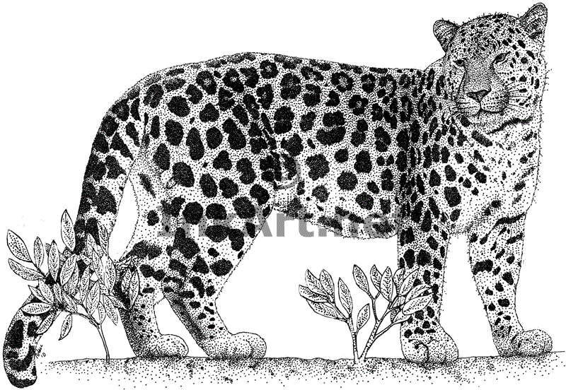Amur Leopard coloring #8, Download drawings