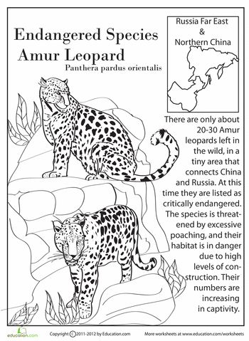 Amur Leopard coloring #20, Download drawings