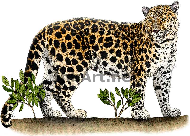 Amur Leopard coloring #15, Download drawings