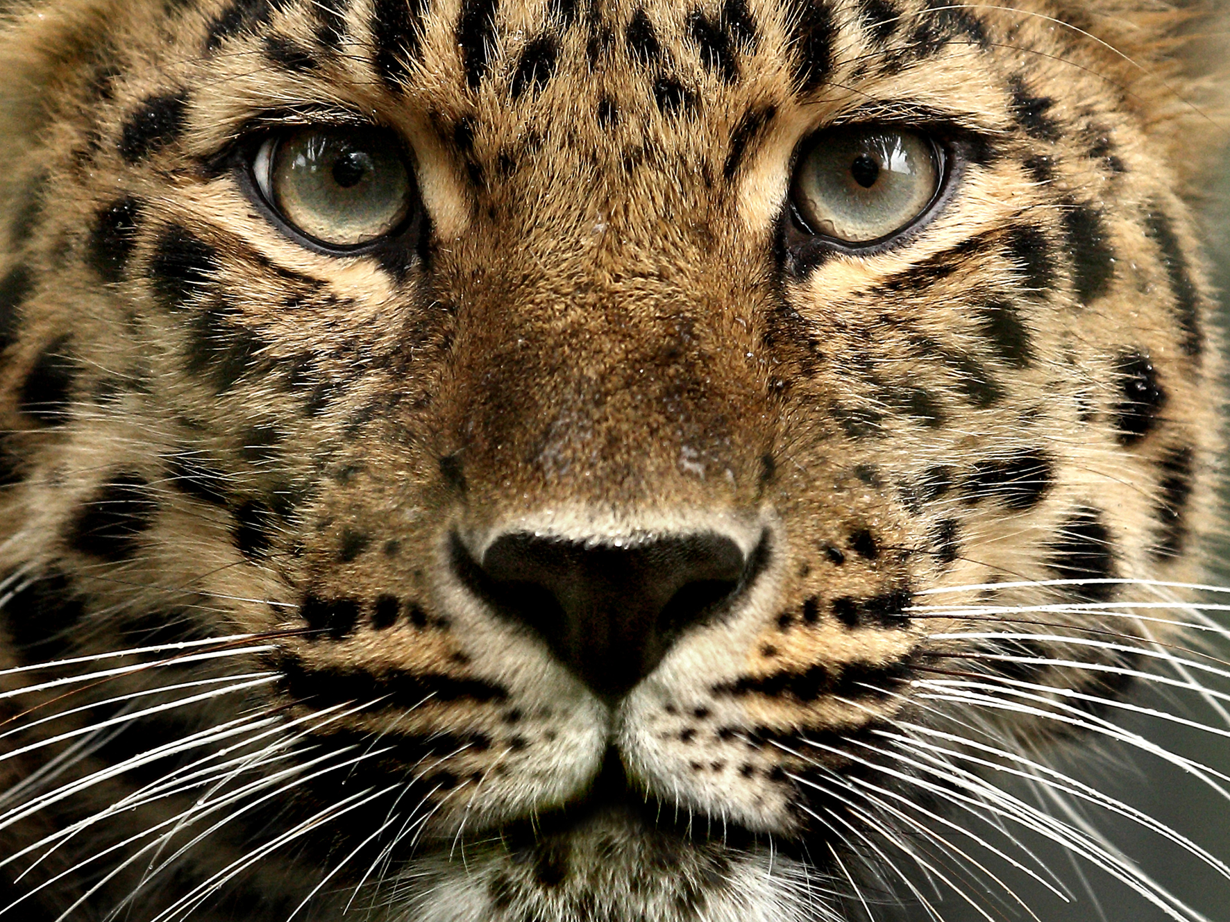 Amur Leopard svg #9, Download drawings