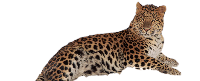 Amur Leopard svg #11, Download drawings