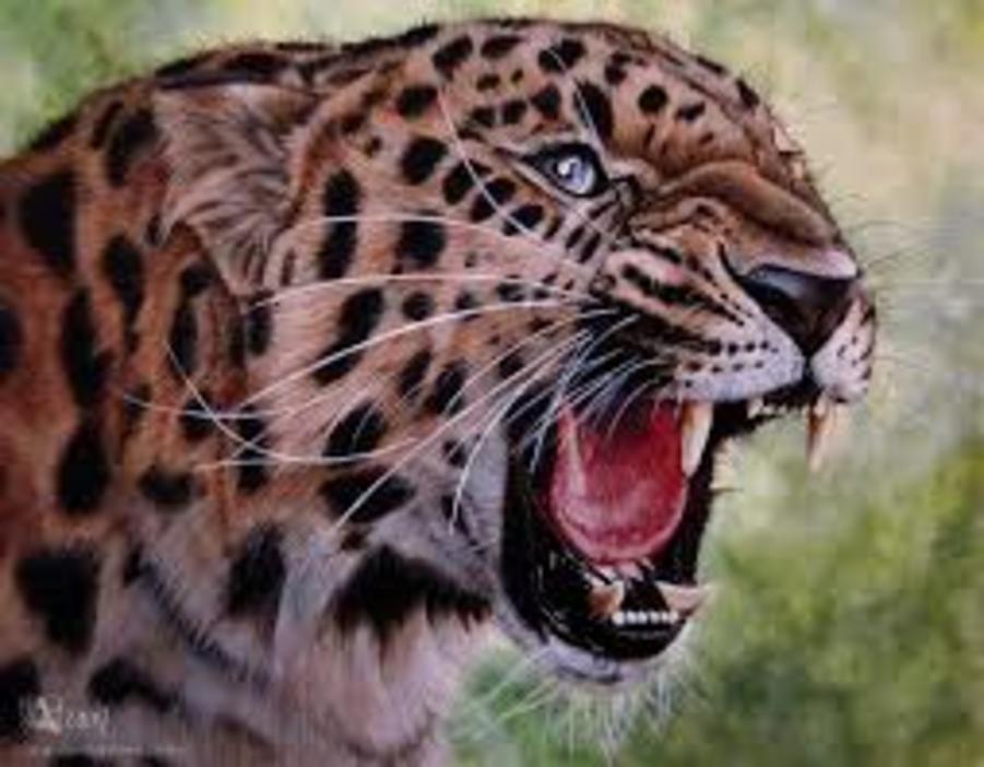 Amur Leopard svg #14, Download drawings