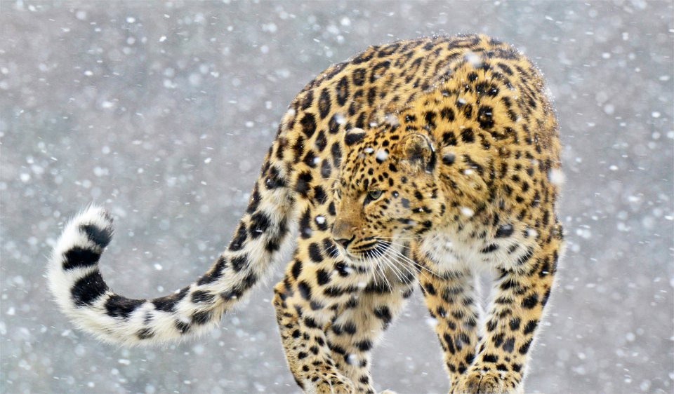 Amur Leopard svg #13, Download drawings