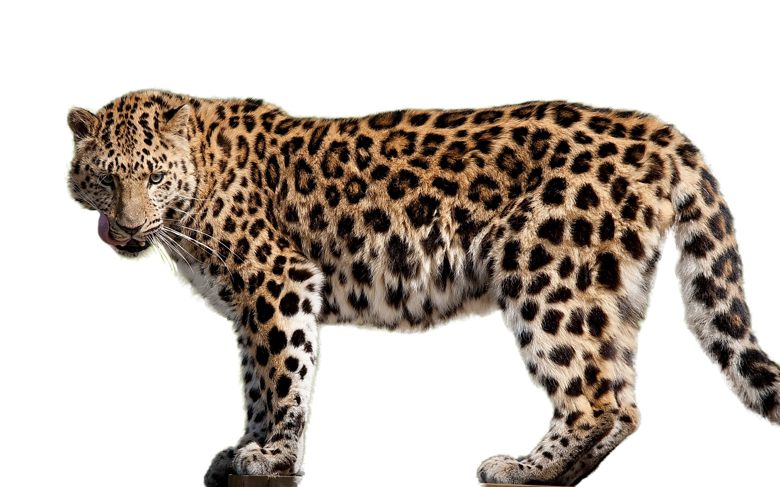 Amur Leopard svg #12, Download drawings