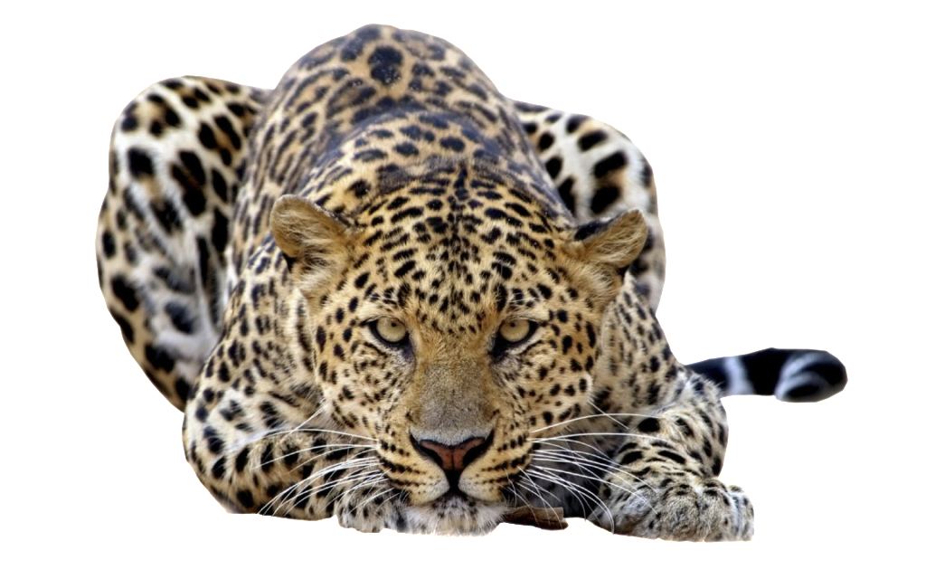 Amur Leopard svg #17, Download drawings