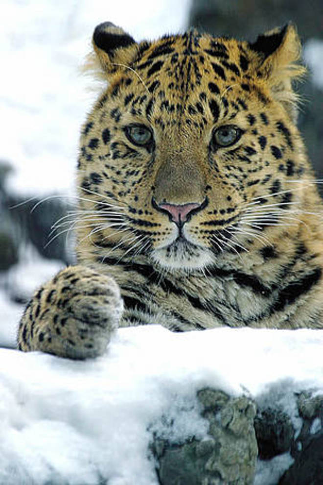 Amur Leopard svg #15, Download drawings