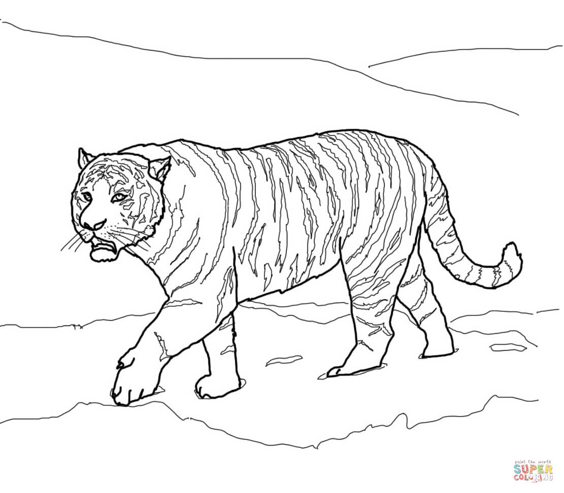 Siberian Tiger coloring #3, Download drawings