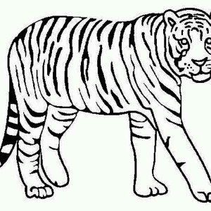 Siberian Tiger coloring #6, Download drawings