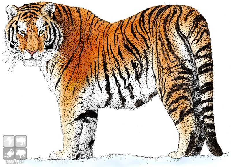 Siberian Tiger coloring #14, Download drawings