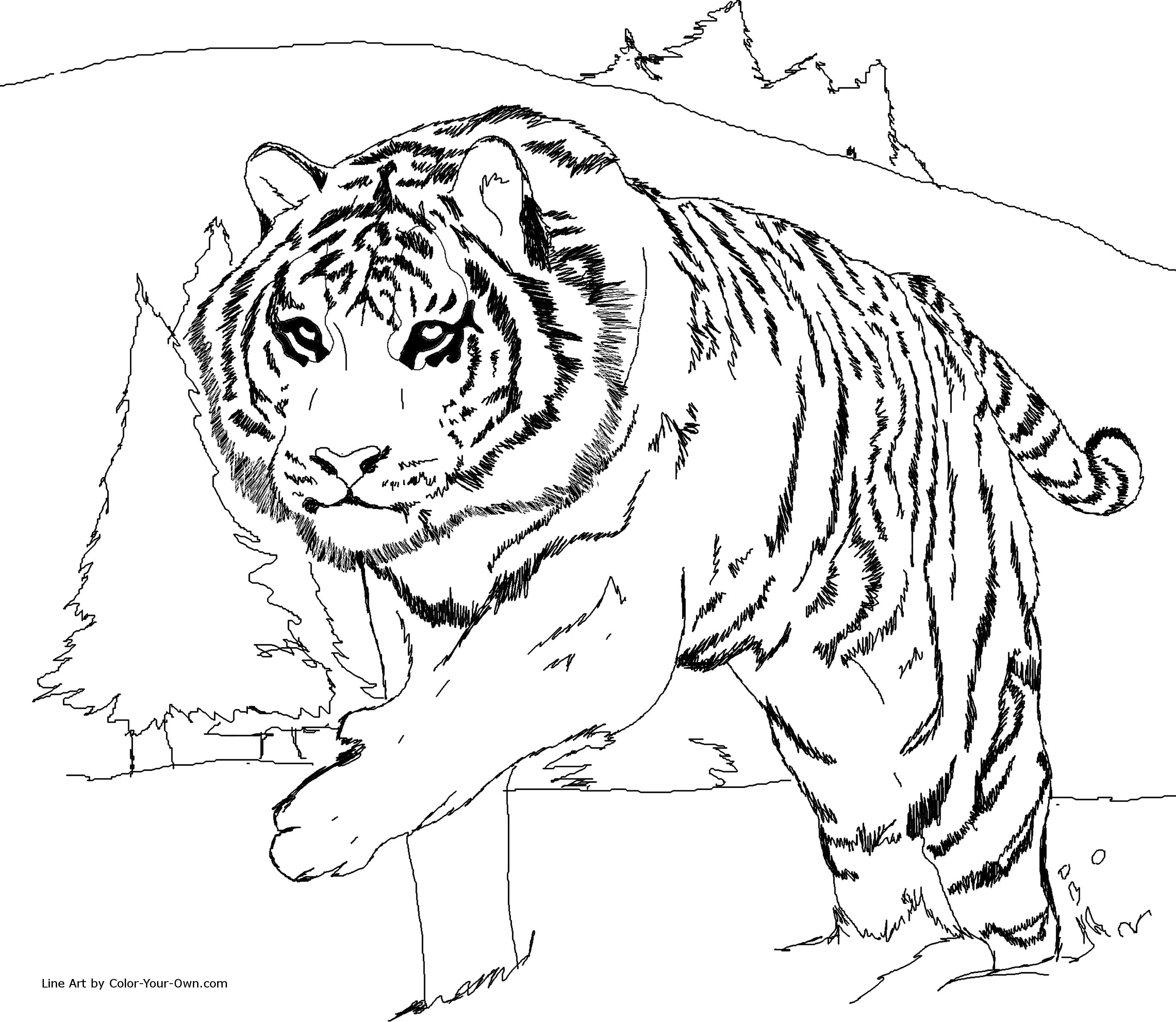 Siberian Tiger coloring #2, Download drawings