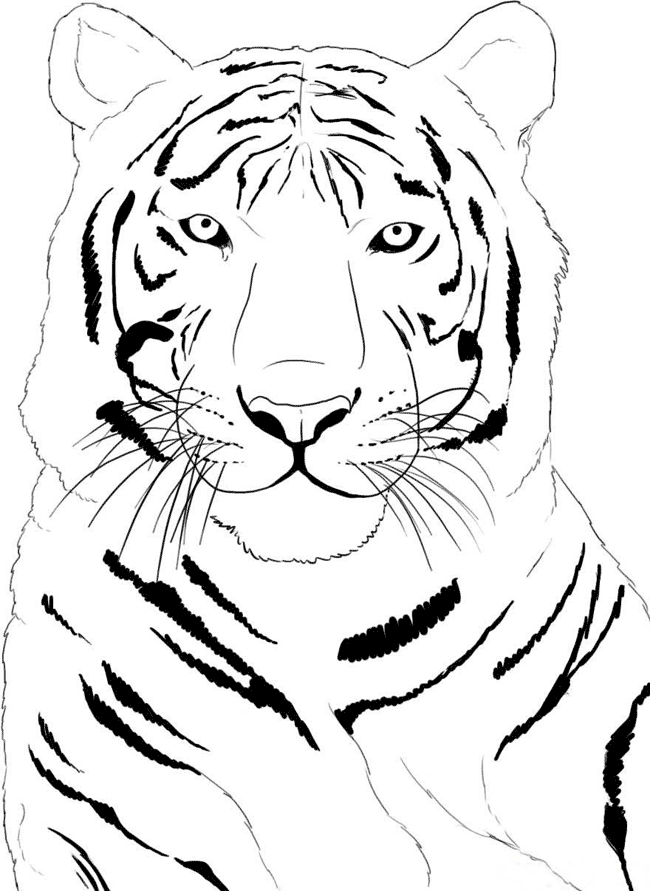 Siberian Tiger coloring #9, Download drawings