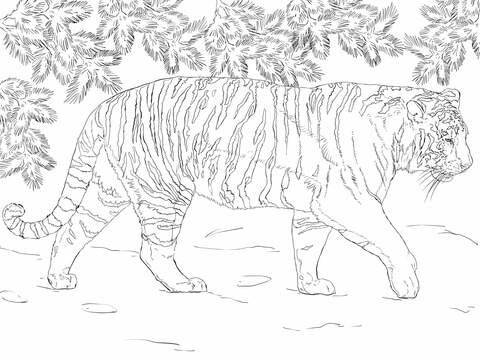 Amur Tiger coloring #11, Download drawings