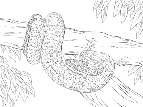 Anaconda coloring #7, Download drawings