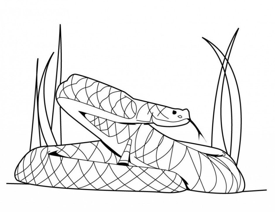 Anaconda coloring #4, Download drawings