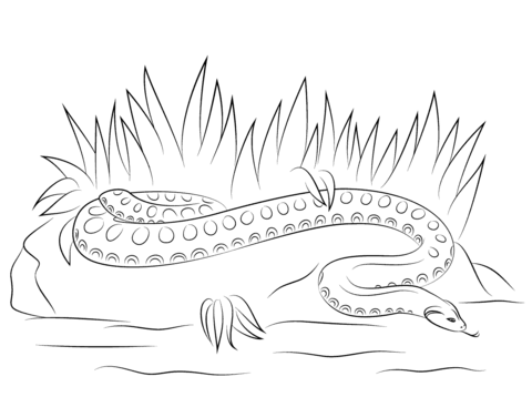 Anaconda coloring #2, Download drawings