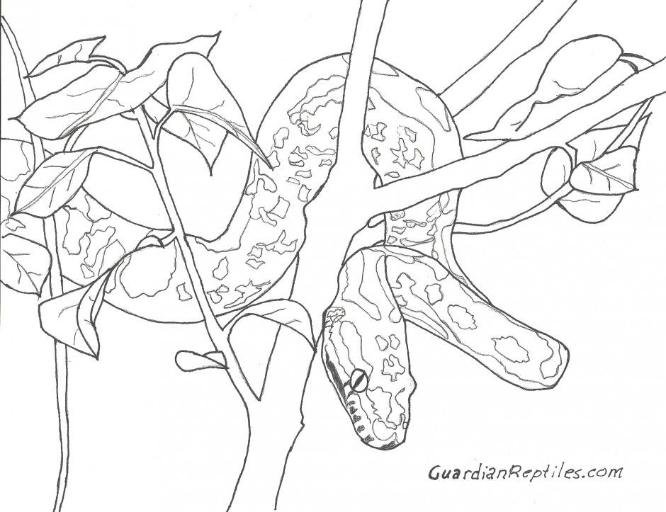 Anaconda coloring #11, Download drawings