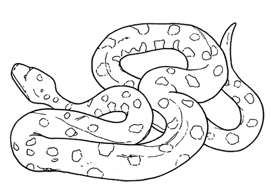 Anaconda coloring #16, Download drawings