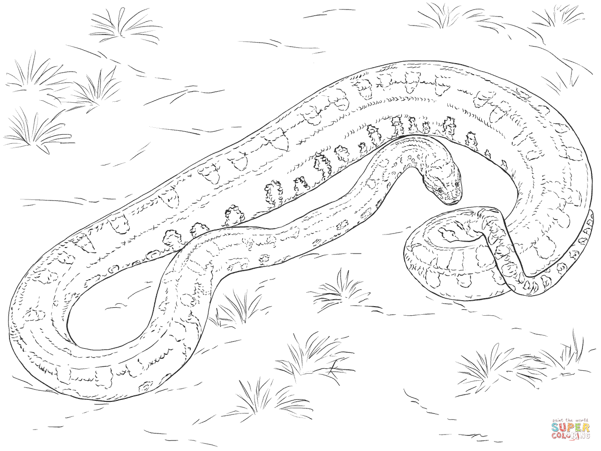 Anaconda coloring #12, Download drawings