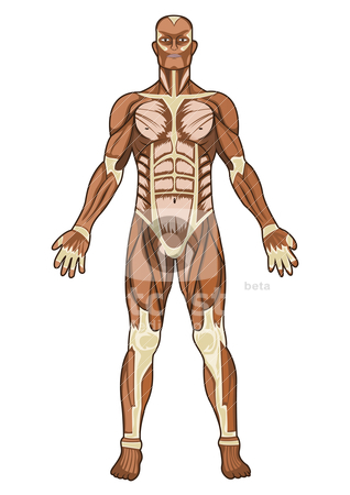 Anatomy clipart #6, Download drawings