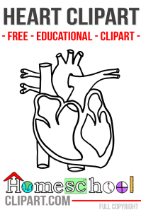 Anatomy clipart #7, Download drawings