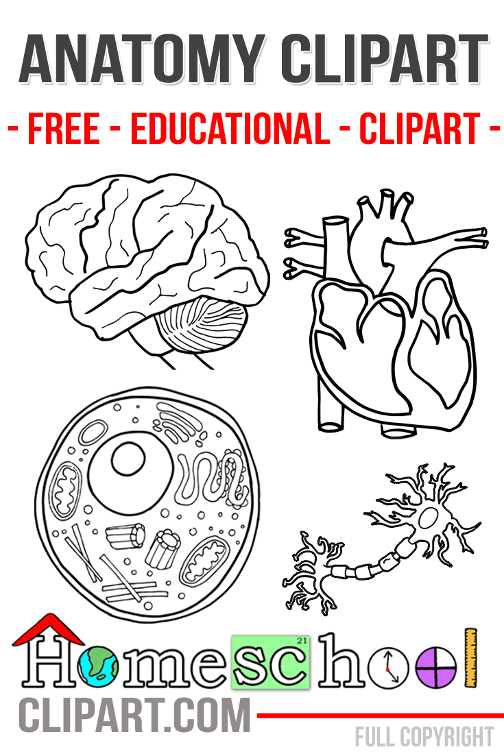 Anatomy clipart #4, Download drawings