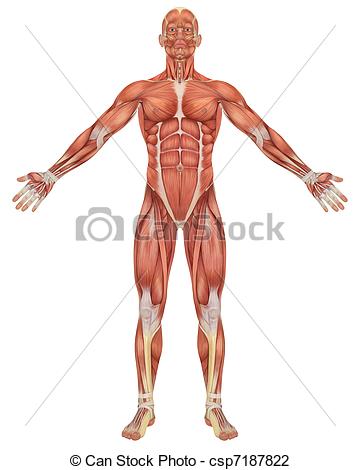 Anatomy clipart #15, Download drawings