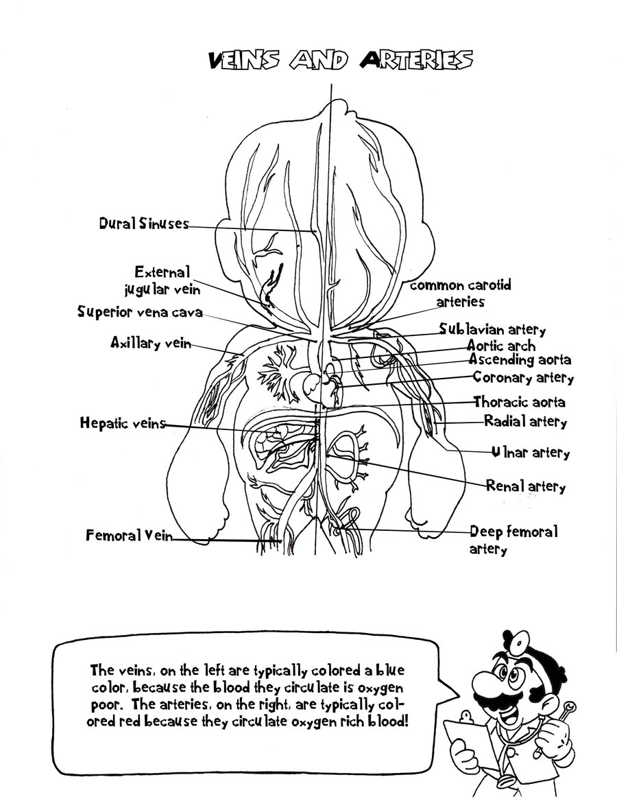 Anatomy coloring #3, Download drawings