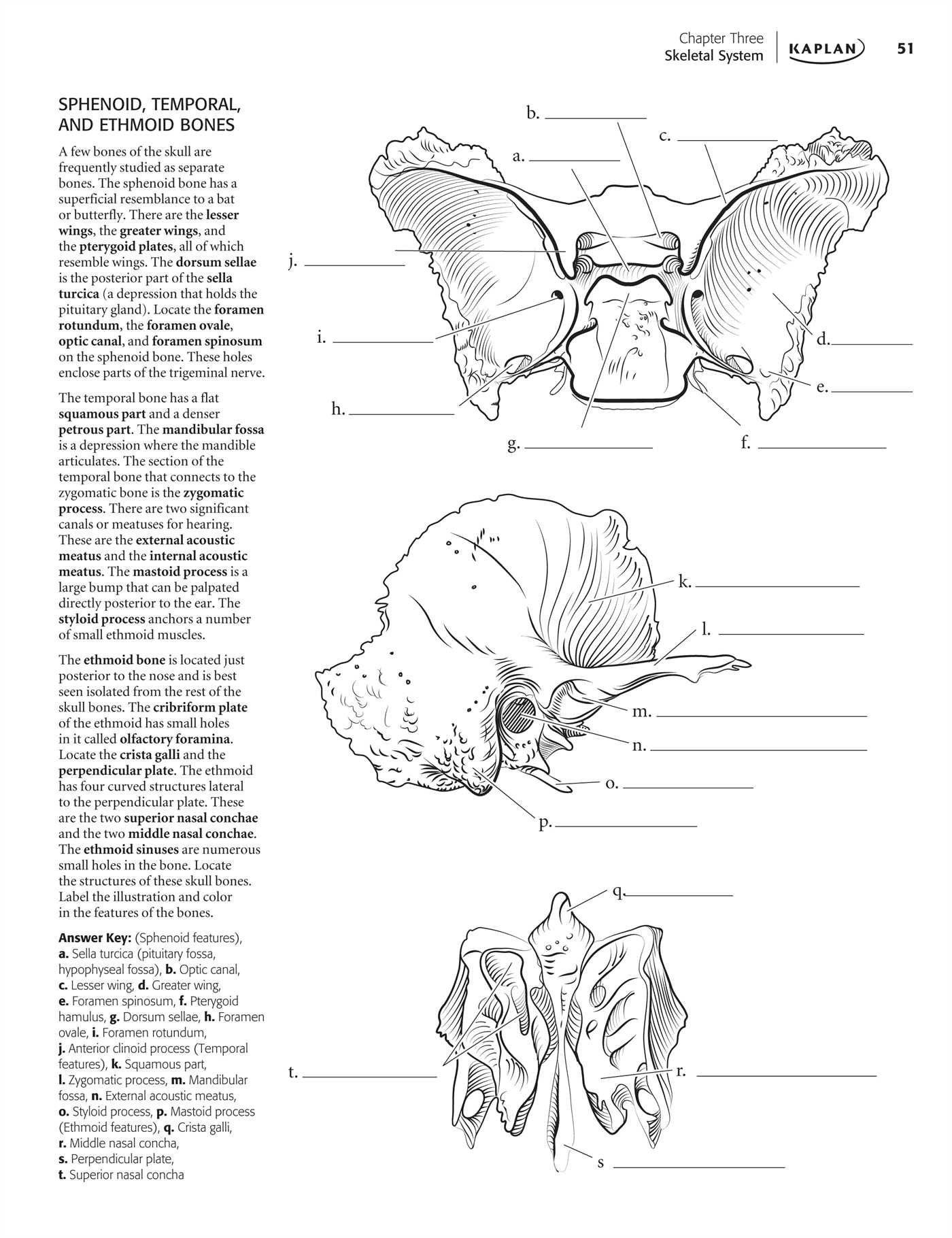 Anatomy coloring #15, Download drawings