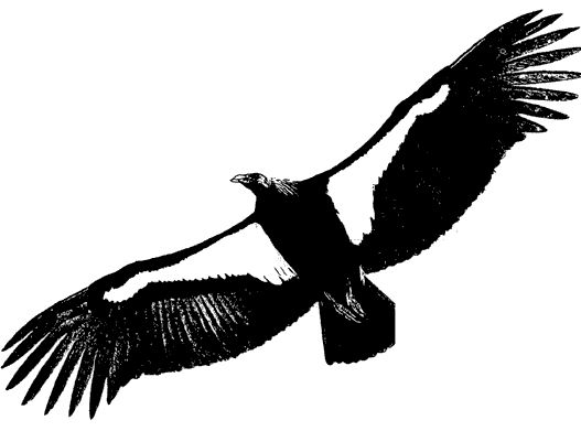 Andean Condor clipart #11, Download drawings