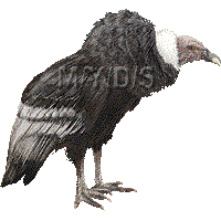 Andean Condor clipart #6, Download drawings