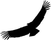 Andean Condor clipart #13, Download drawings
