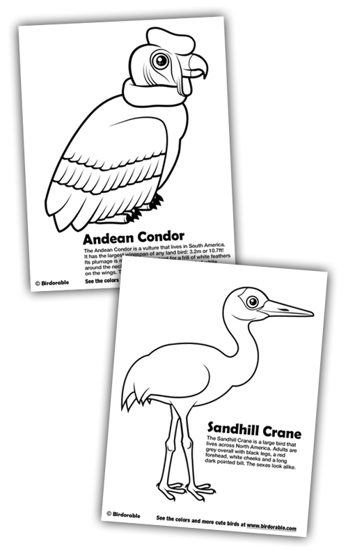 Sandhill Crane coloring #9, Download drawings