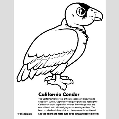 Condor coloring #18, Download drawings