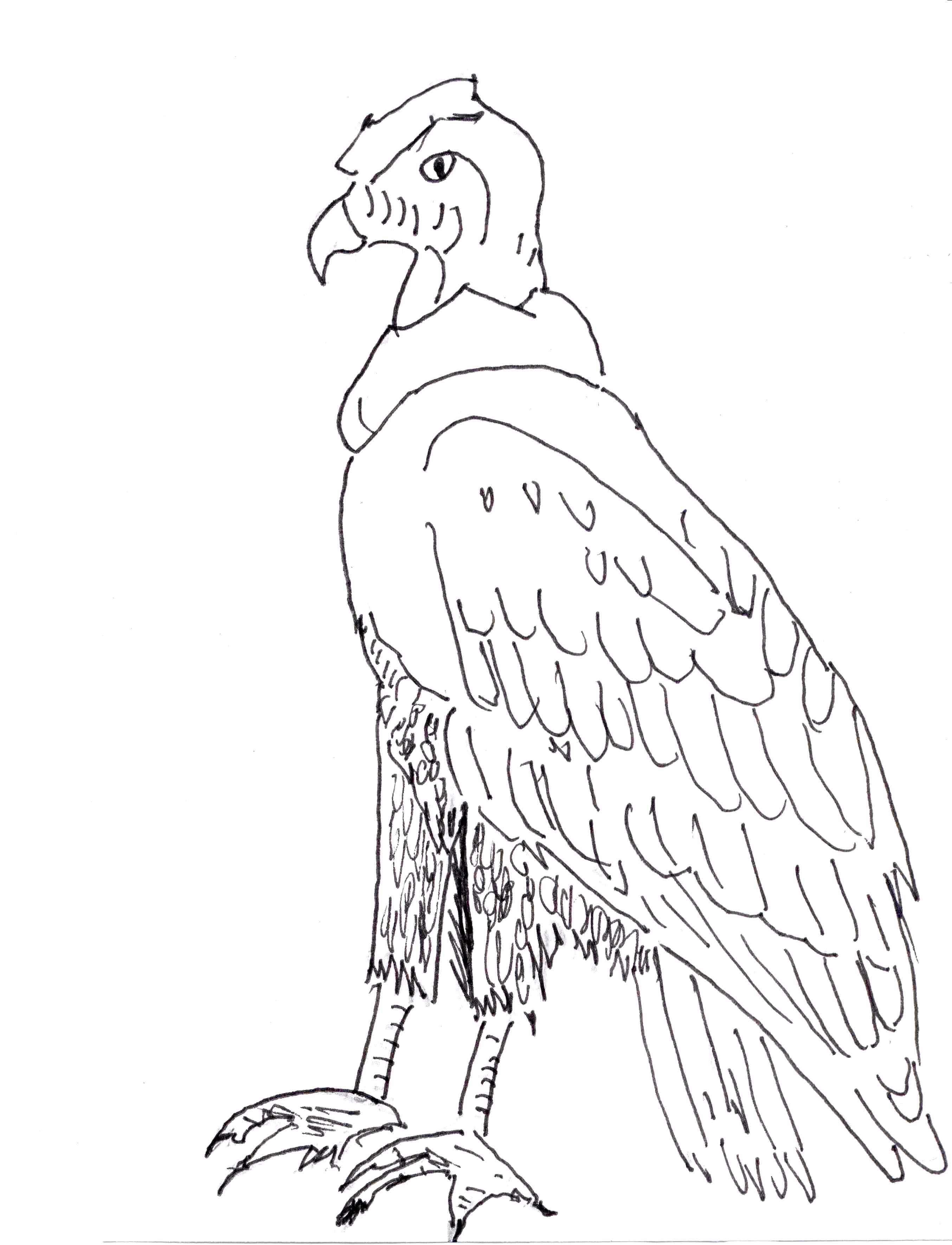 Andean Condor coloring #2, Download drawings