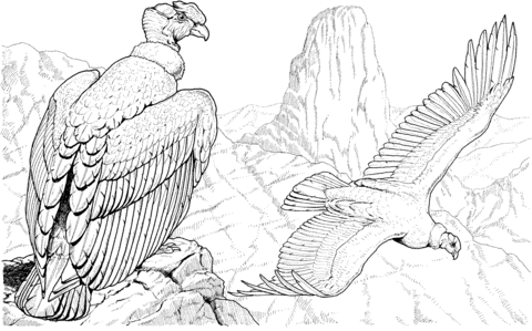 Andean Condor coloring #4, Download drawings