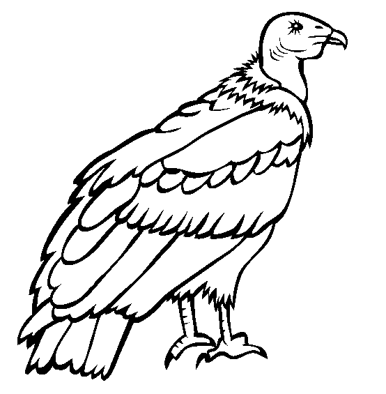 Condor coloring #19, Download drawings