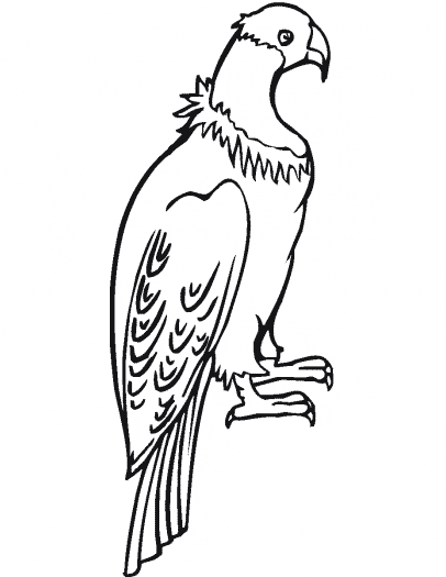Condor coloring #12, Download drawings