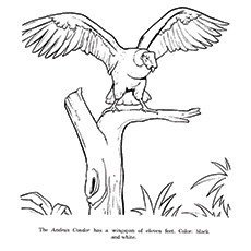 Vulture coloring #15, Download drawings