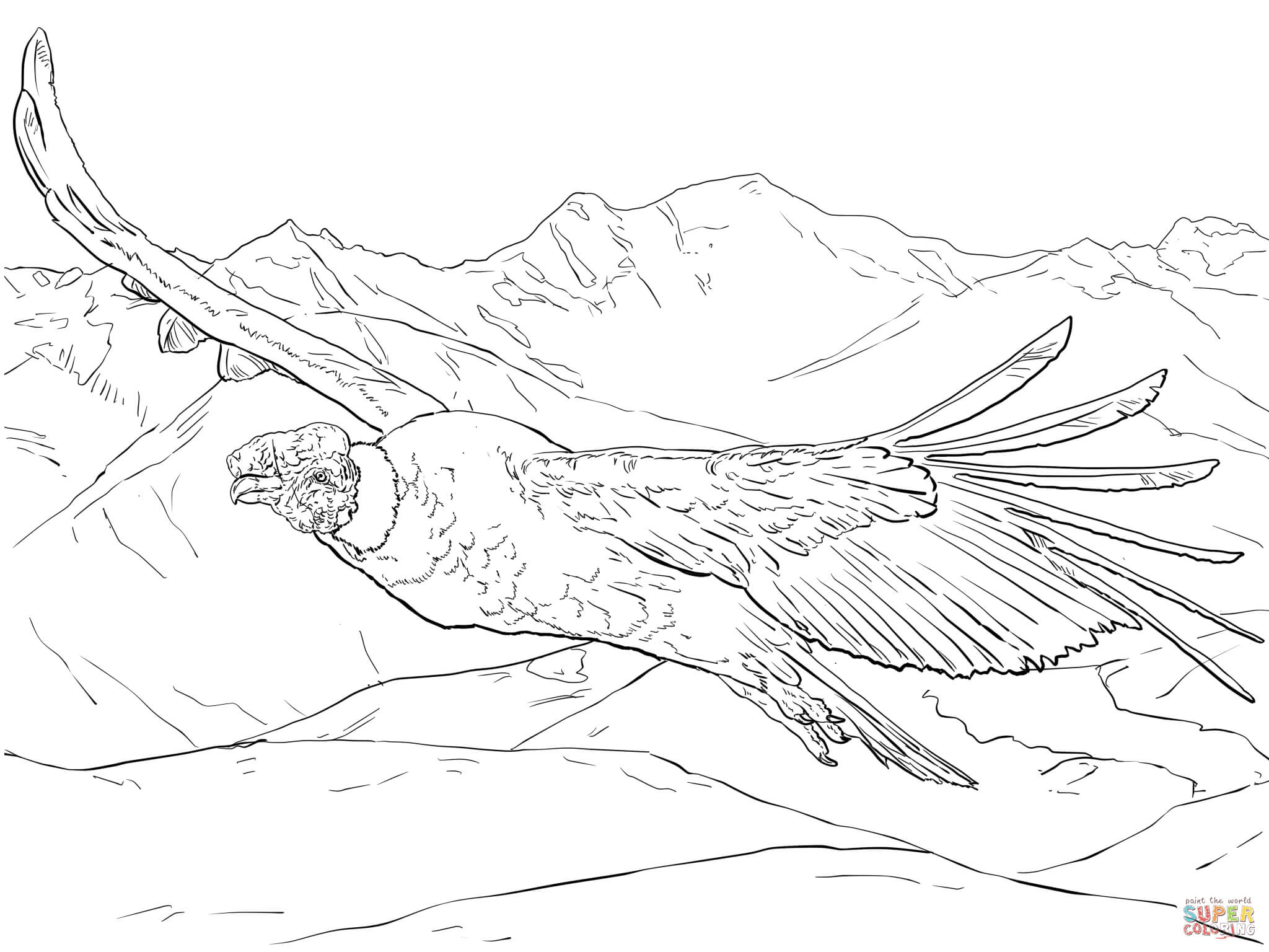 Andean Condor coloring #6, Download drawings