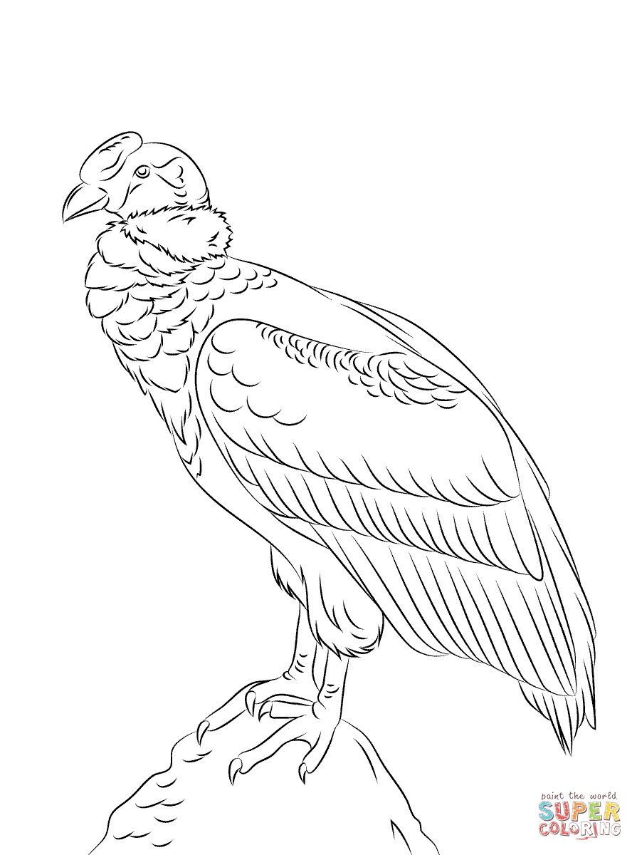 Andean Condor coloring #12, Download drawings