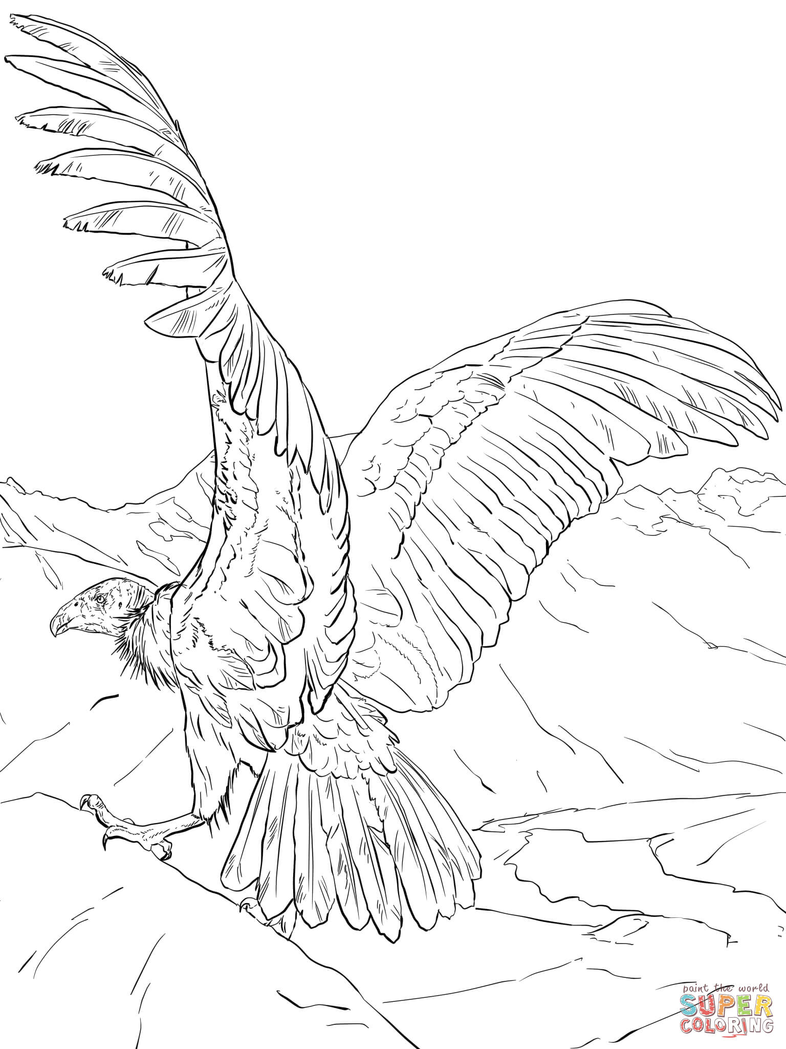 Andean Condor coloring #3, Download drawings