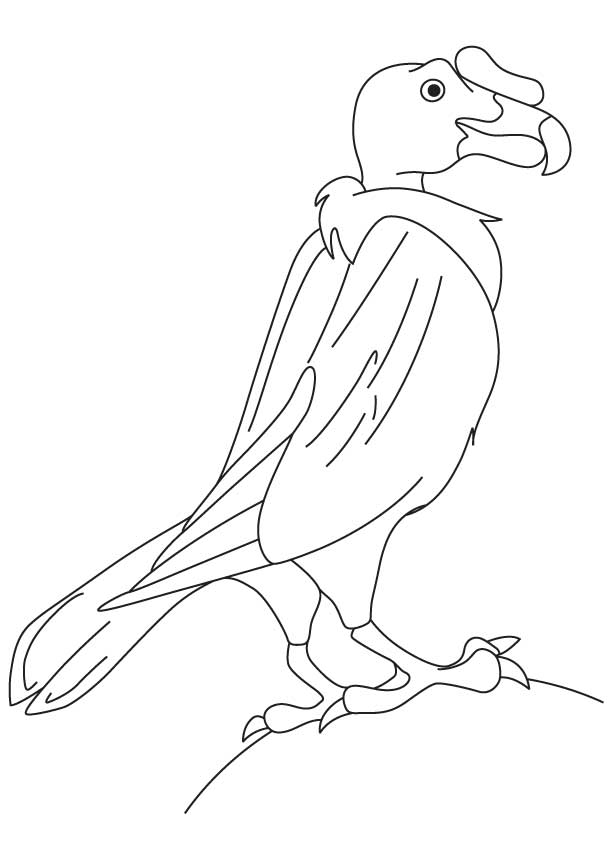 Condor coloring #5, Download drawings