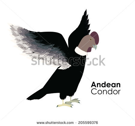 Andean Condor svg #19, Download drawings