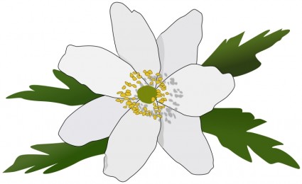 Anemone clipart #11, Download drawings