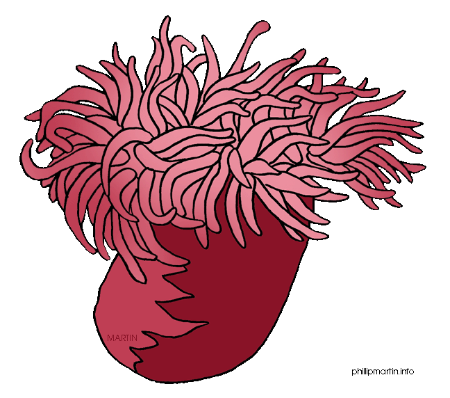 Anemone clipart #19, Download drawings