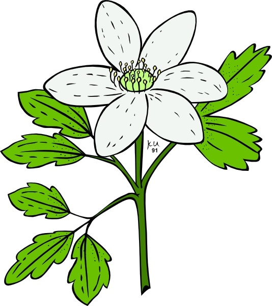 Anemone clipart #12, Download drawings