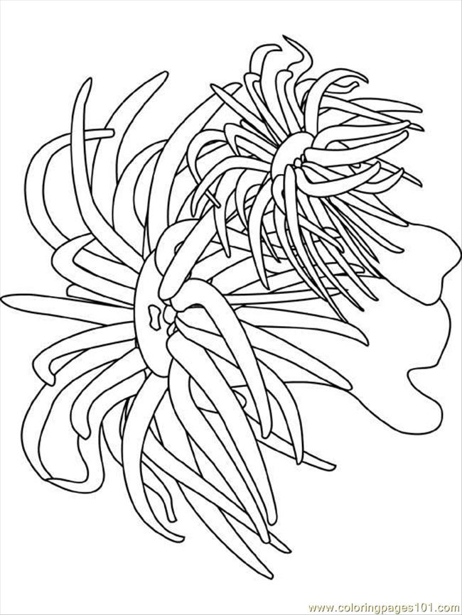 Anemone coloring #4, Download drawings