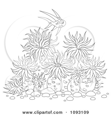 Anemone coloring #13, Download drawings