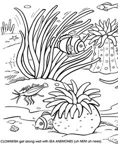 Sea Anemone coloring #1, Download drawings